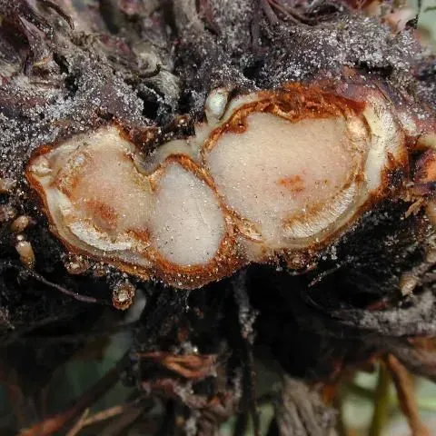 thumbnail for publication: Charcoal Rot of Strawberry Caused by Macrophomina phaseolina